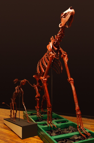 CHALICOTHERIUM LAURENTIAN  by michael bahl
