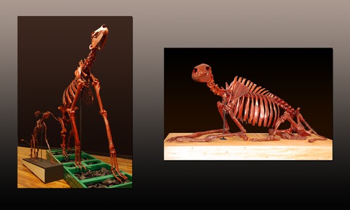CHALICOTHERIUM LAURENTIAN FAMILY by michael bahl